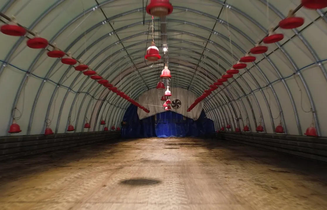 Interior of an ARBENA poultry building with feeders and drinkers along the arches